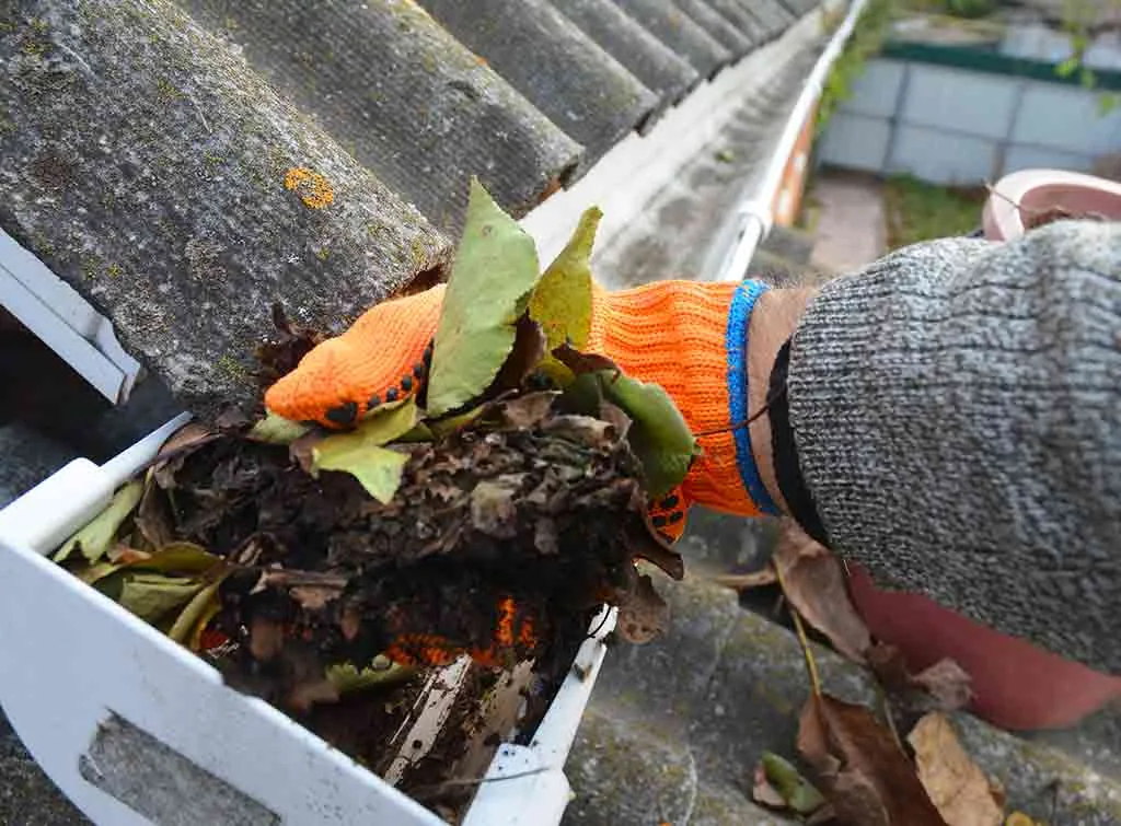 Leaves and moss being cleared by hand from a British gutter