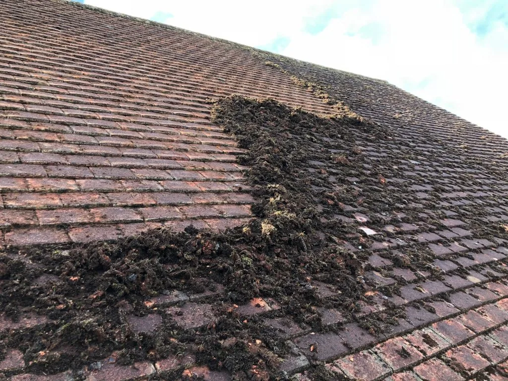 Heavy moss growth on a British tiled roof